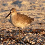 willet_2010_10_sundown