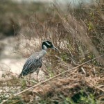 yellow-crowned_night_heron