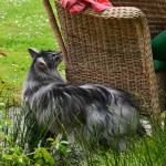 islay_2014_04_terrasse1