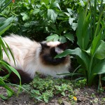 joschi_2014_04_catnip