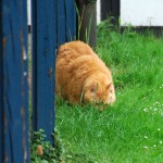 ginger_2014_05_katzengras