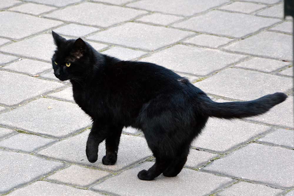 Special: Katerstrophe