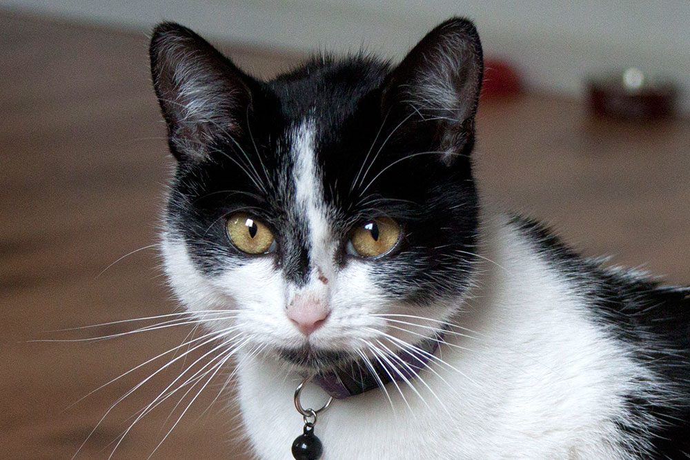 Special: 300. Katzenparade