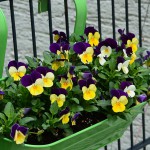 pansies_2014_04