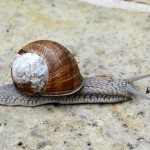 weinbergschnecke_2014_04_2