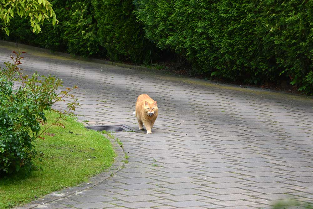 Teil 332 – To catch a mouse
