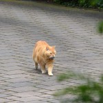 ginger_2014_06_maus2