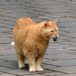 ginger_2014_06_maus4