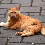 ginger_2014_06_maus6