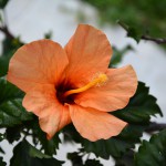 hibiscus_2014_06_orange