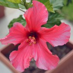 hibiscus_2014_06_pink