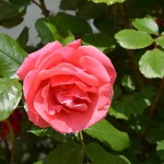 kletterrose_2014_06_rosa