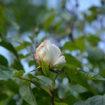 kletterrose_2014_06_weiss