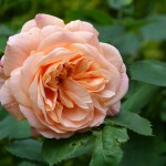 strauchrose_2014_06_apricot