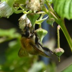 ackerhummel_2014_05_himbeeren2