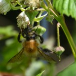 ackerhummel_2014_05_himbeeren3