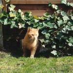 ginger_2001_04_young1