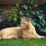 ginger_2001_04_young2