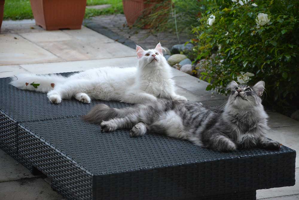 Teil 347 – It’s a bird… It’s a plane… It’s supercat!