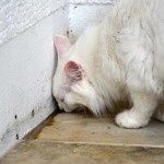 isbjoern_2014_07_katerduft1