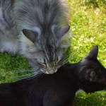 islay_marvi_2014_07_kiss6