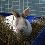 Special: 1 Jahr Katzenparade