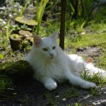 isbjoern_2014_08_schatten