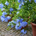 plumbago_2014_08