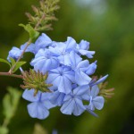 plumbago_2014_08_a