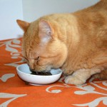 ginger_2014_09_fressen