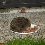 igel_2014_09_futter