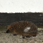 igel_2014_09_onthemove