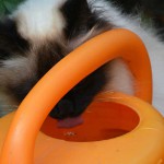 joschi_2014_09_giesskanne2