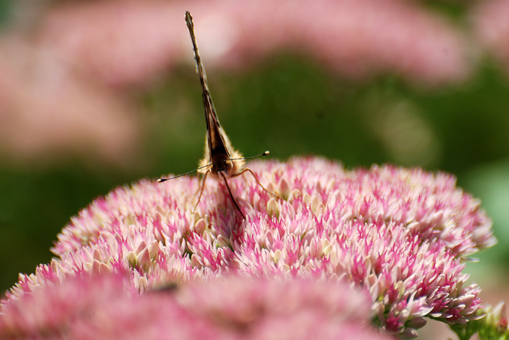 Special: Internationales Naturfotofestival 2014