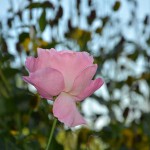 edelrose_2014_10