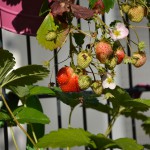 erdbeeren_2014_10