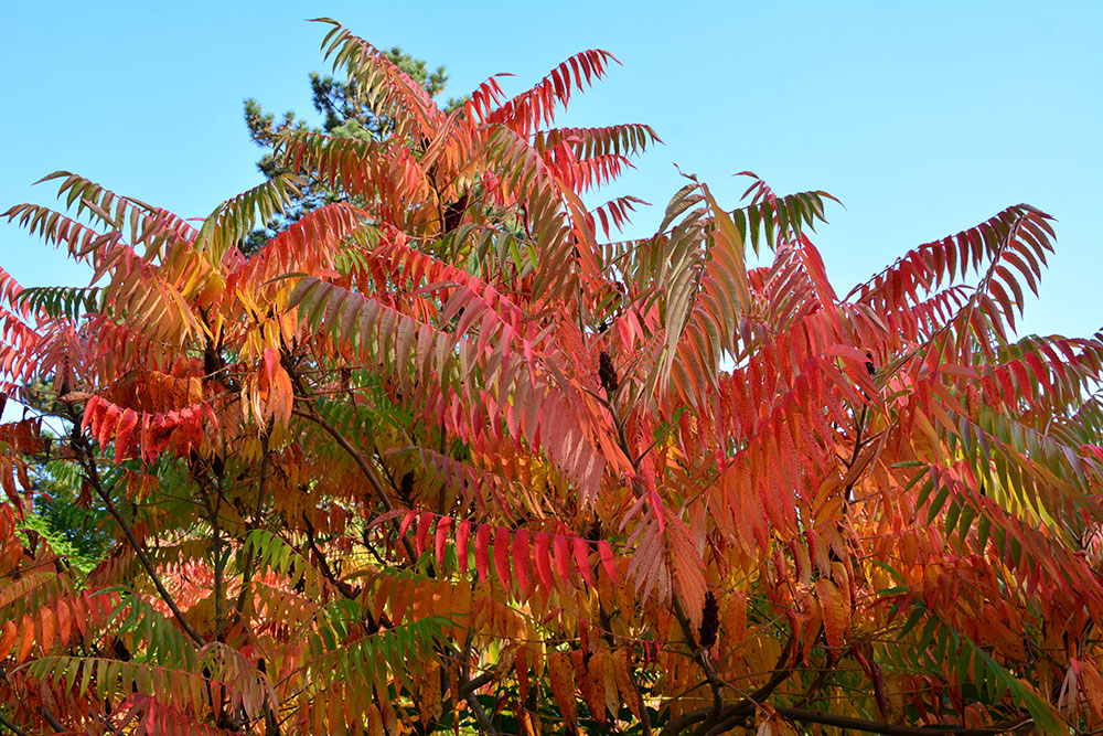 Teil 391 – Der Herbst trägt Rot