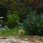 ginger_2014_10_versteckt