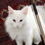 isfrid_2014_10_blass