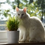 isfrid_2014_10_katzengras2