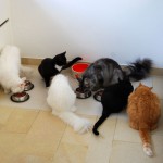 katzenlunch_2012_5