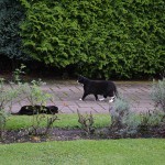 mira_jaz_2014_07_vorne