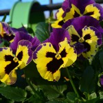 pansy_2014_11