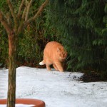 ginger_2014_12_katzenpfad