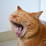 ginger_2015_01_yawn