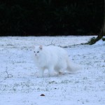 isbjoern_2014_12_schneekater