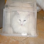 isfrid_2014_12_box
