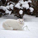 isfrid_2015_01_schneekatze