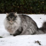 islay_2014_12_schneekater