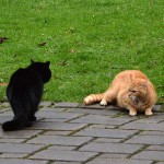 jaz_merkel_2015_01_fight10